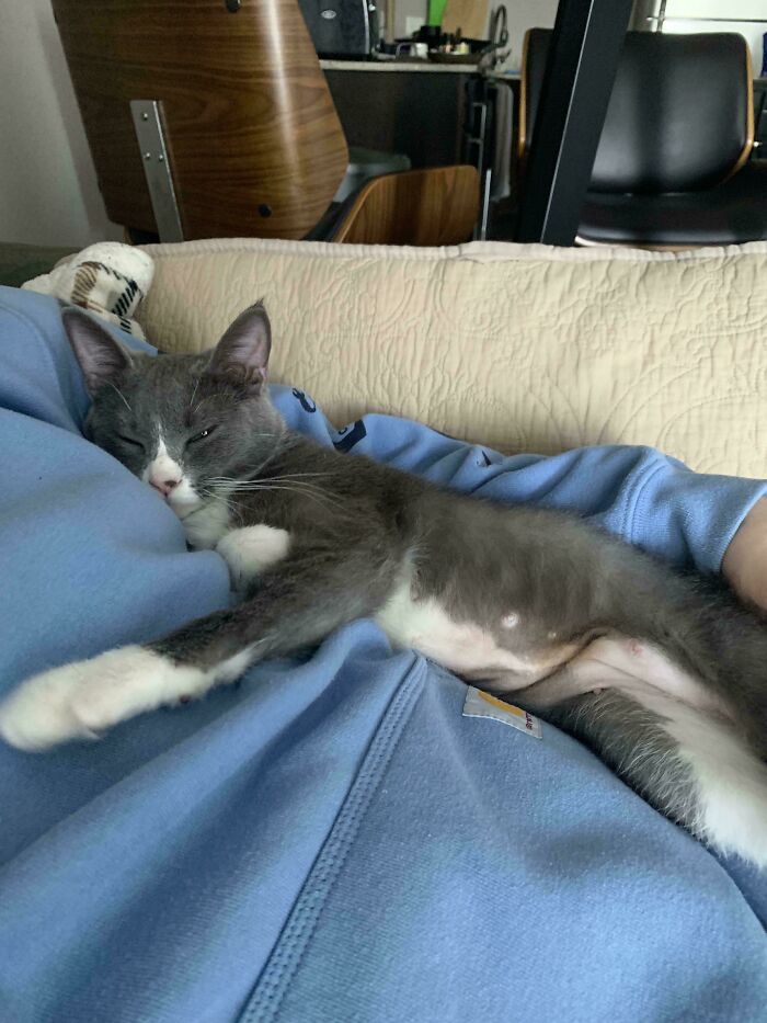 49 Adopted Pets Who Brought Joy To Their New Owners