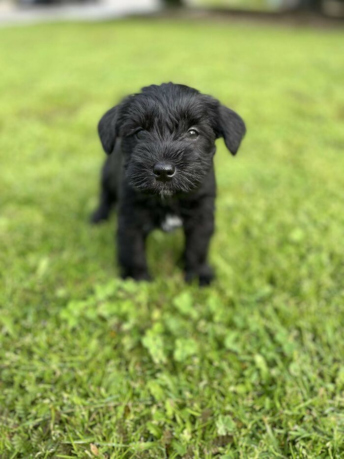 49 Adopted Pets Who Brought Joy To Their New Owners