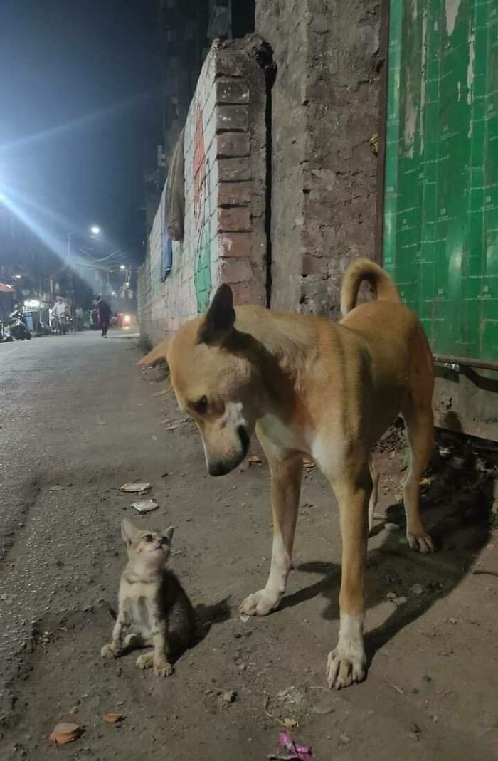 47 Wholesome And Unusual Animal Pics To Give You Some Serious Animal Therapy