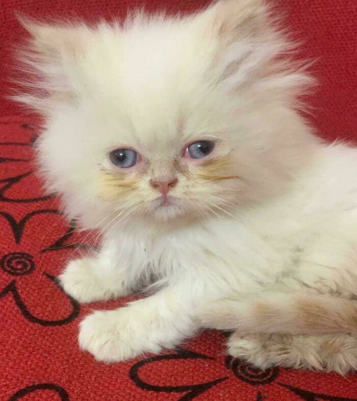 49 Adopted Pets Who Brought Joy To Their New Owners