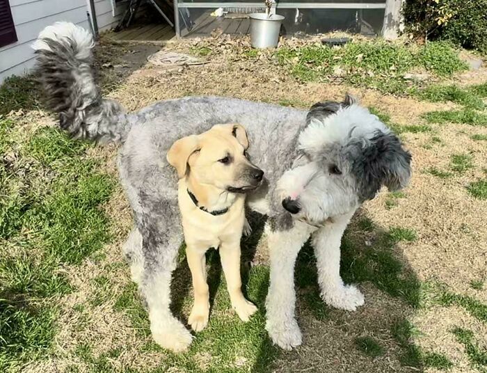 49 Adopted Pets Who Brought Joy To Their New Owners