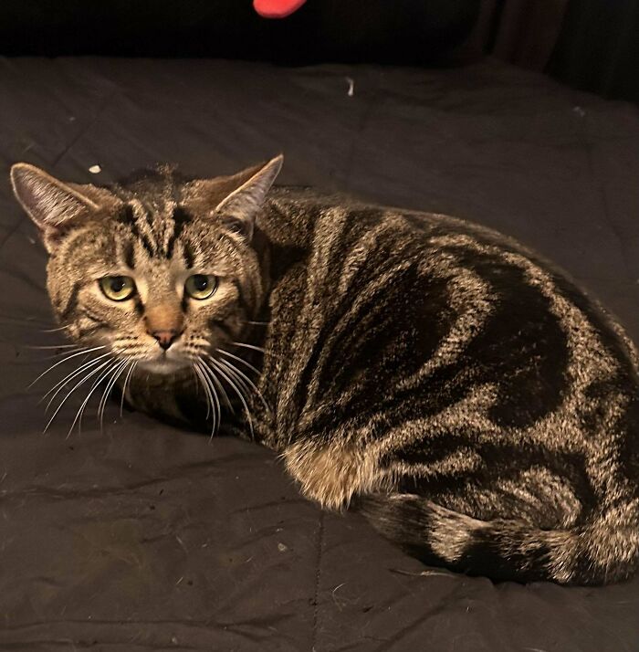 49 Adopted Pets Who Brought Joy To Their New Owners