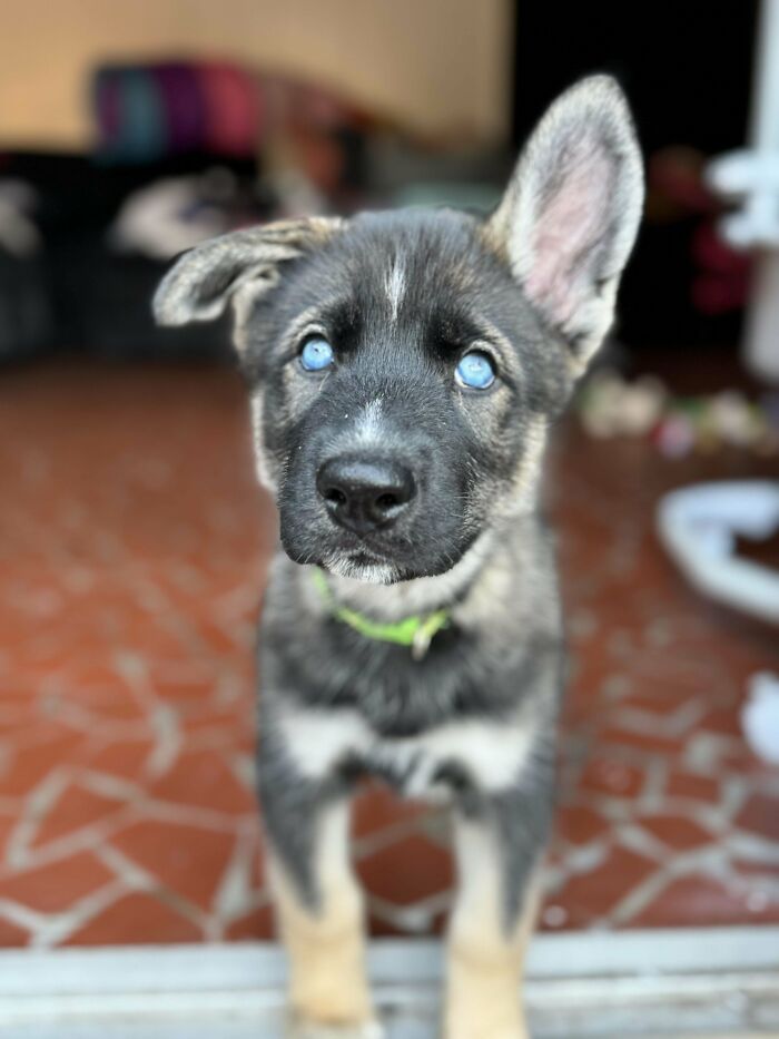 49 Adopted Pets Who Brought Joy To Their New Owners