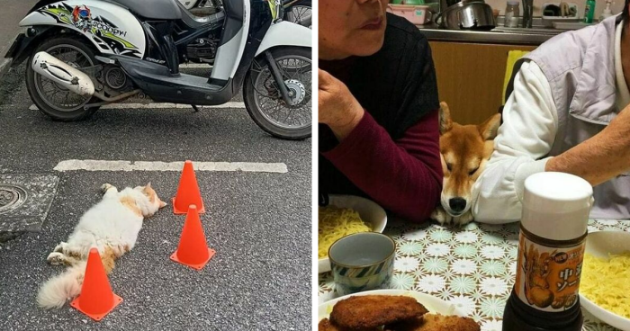 47 Wholesome And Unusual Animal Pics To Give You Some Serious Animal Therapy