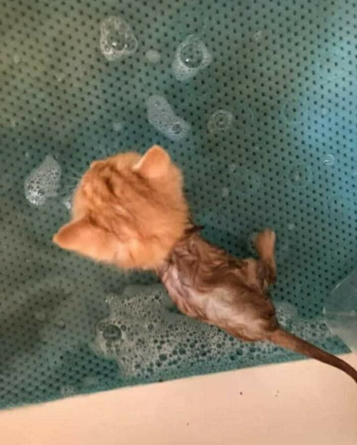47 Wholesome And Unusual Animal Pics To Give You Some Serious Animal Therapy