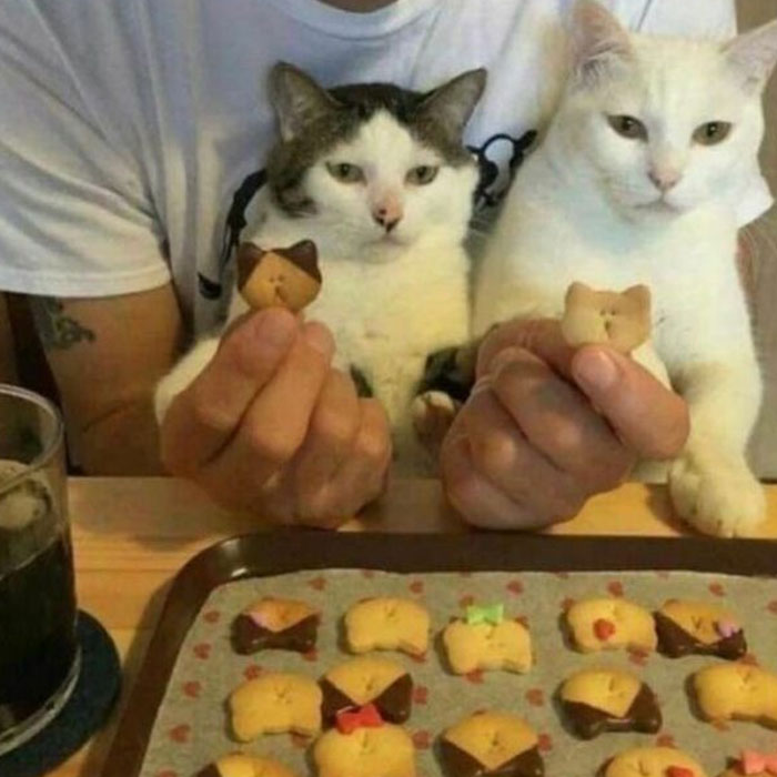 47 Wholesome And Unusual Animal Pics To Give You Some Serious Animal Therapy