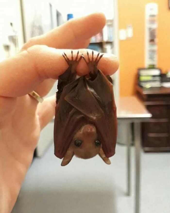 47 Wholesome And Unusual Animal Pics To Give You Some Serious Animal Therapy