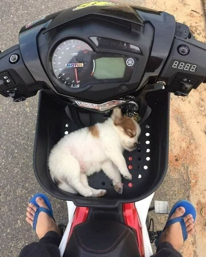 47 Wholesome And Unusual Animal Pics To Give You Some Serious Animal Therapy