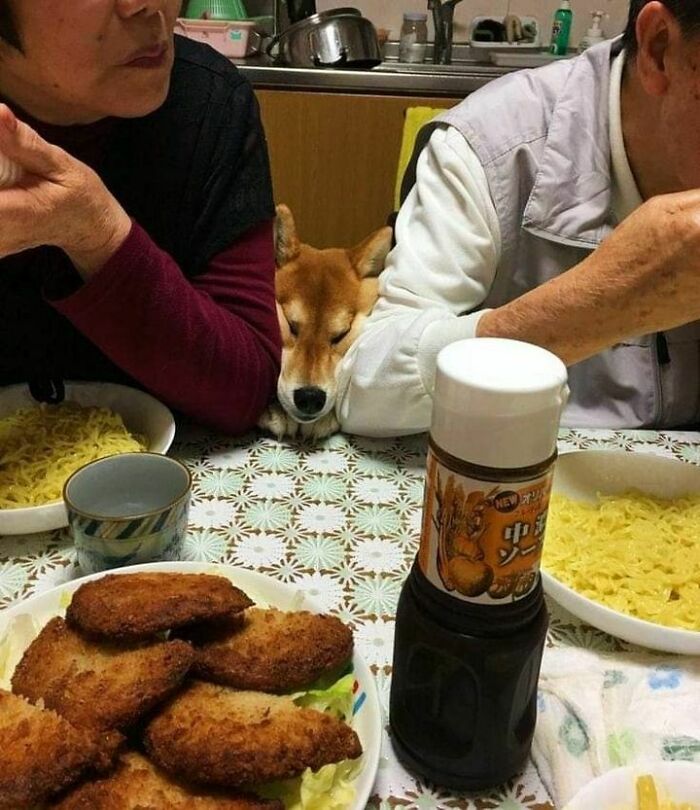 47 Wholesome And Unusual Animal Pics To Give You Some Serious Animal Therapy