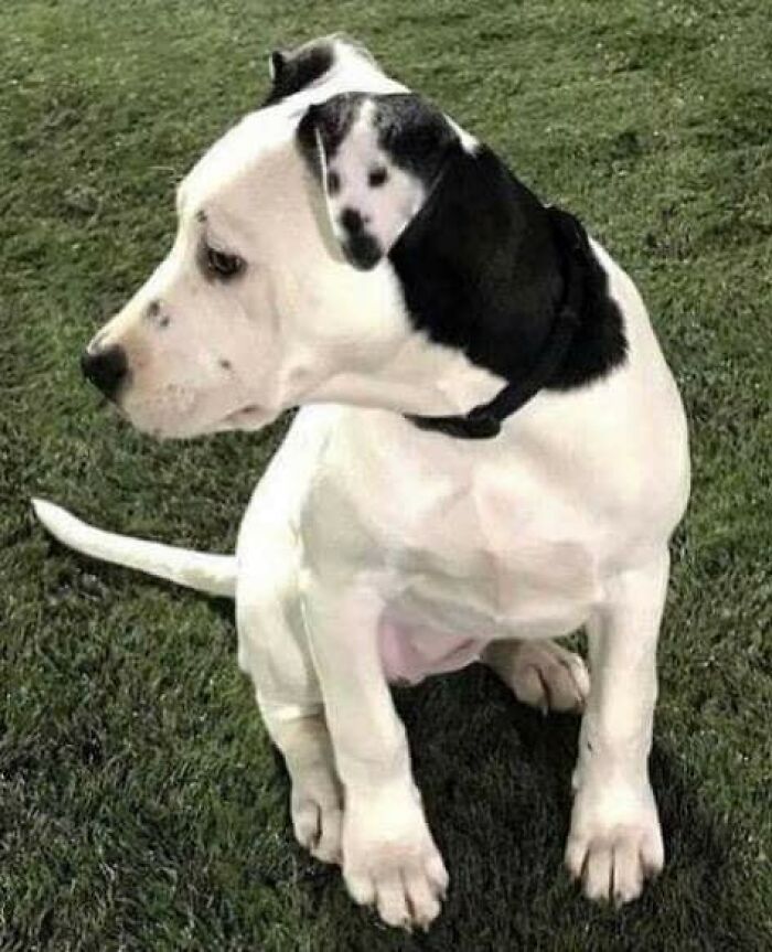 47 Wholesome And Unusual Animal Pics To Give You Some Serious Animal Therapy