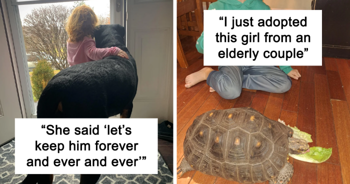 49 Adopted Pets Who Brought Joy To Their New Owners