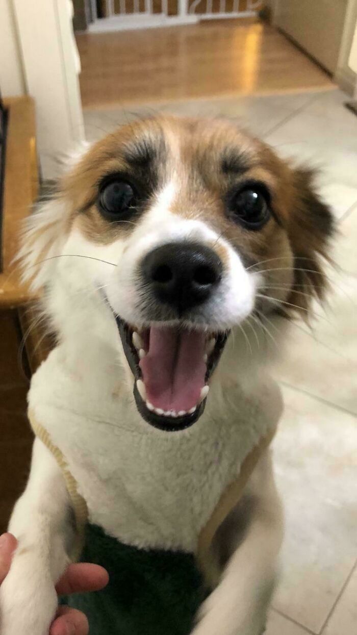 49 Adopted Pets Who Brought Joy To Their New Owners