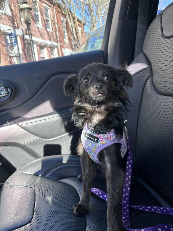 49 Adopted Pets Who Brought Joy To Their New Owners