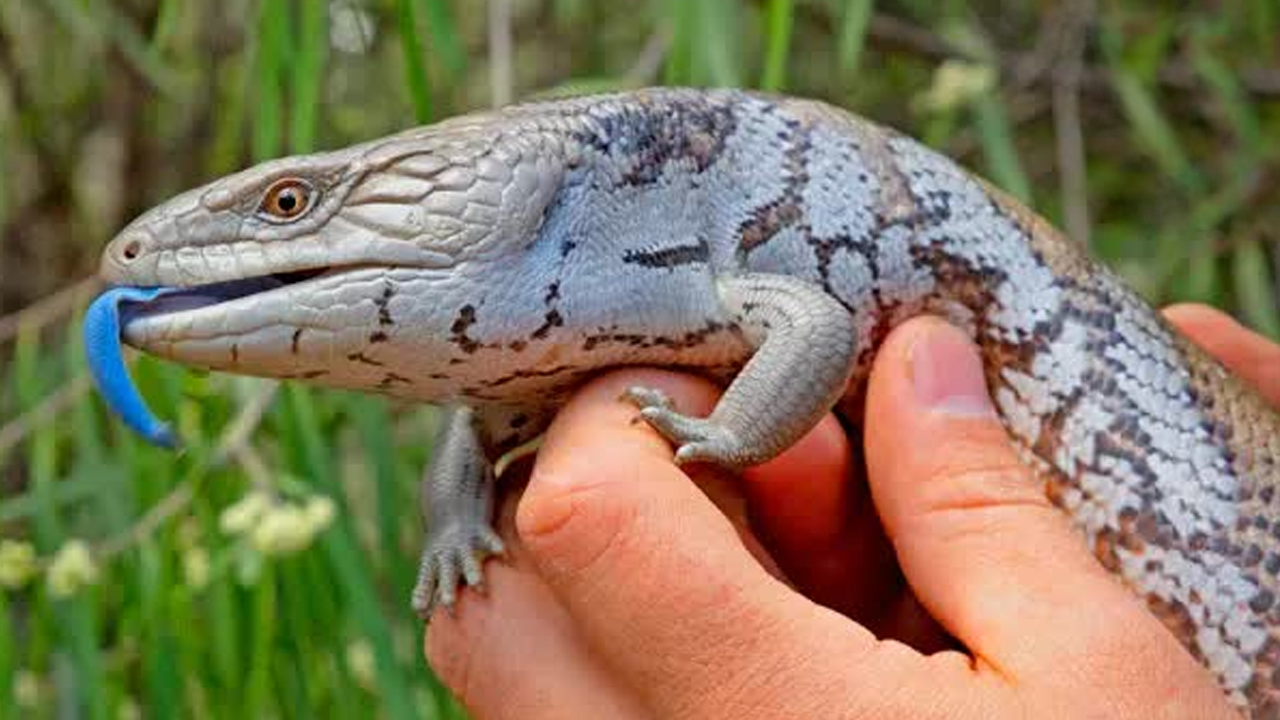 Blue-tongued skink encounter