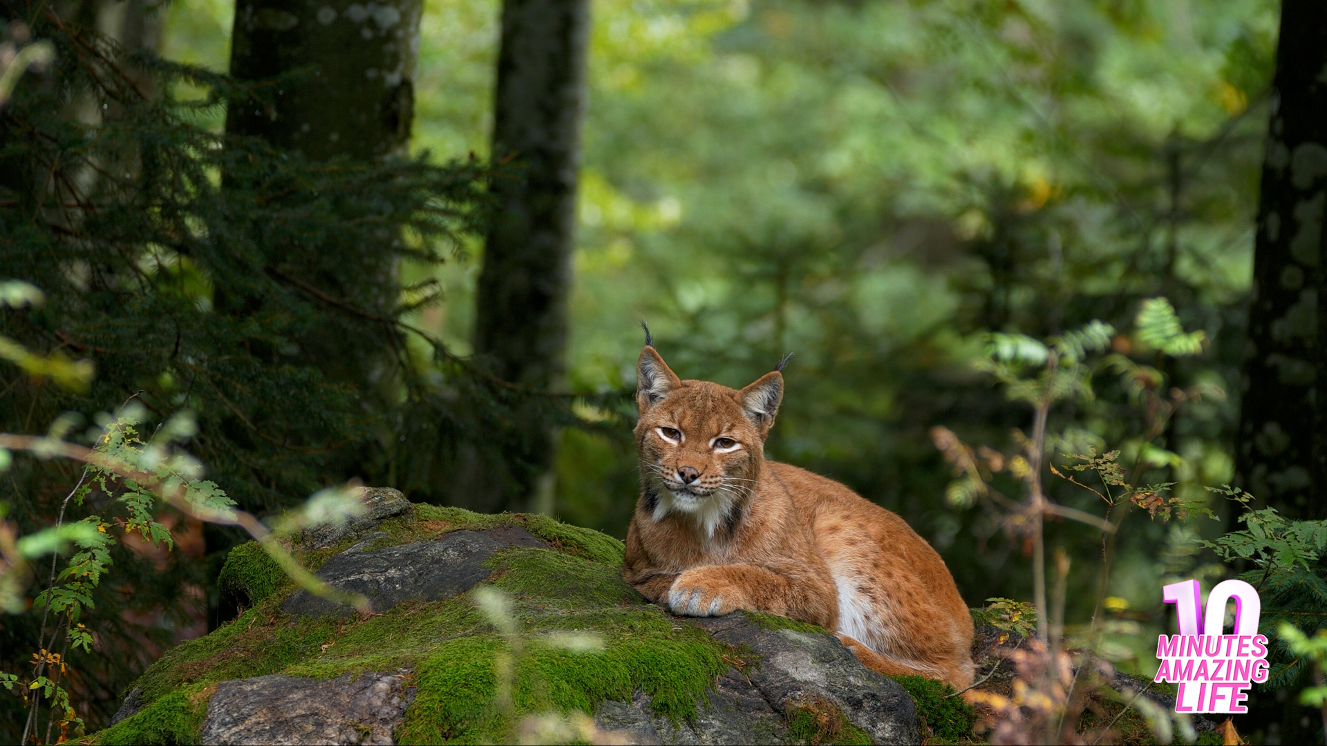 I filmed a lynx during a rare quiet moment