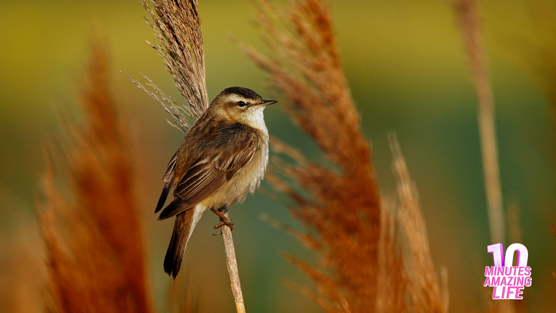 I recorded a small bird singing in the reeds