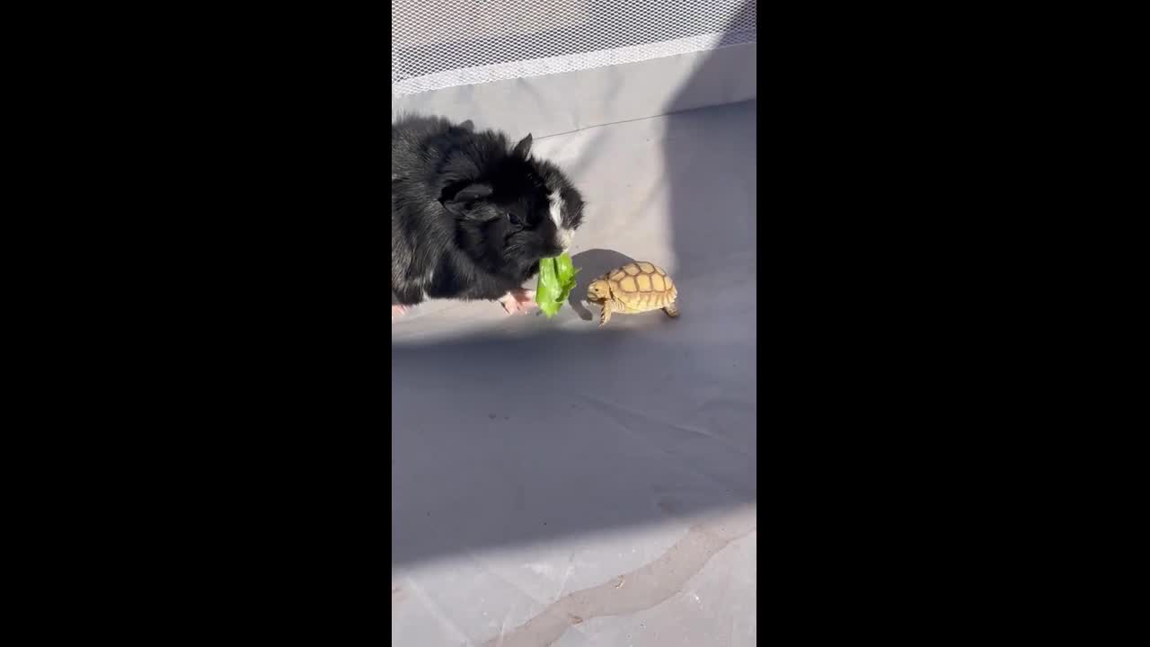 Guinea pig steals lettuce from tortoise in Sahuarita, Arizona, USA