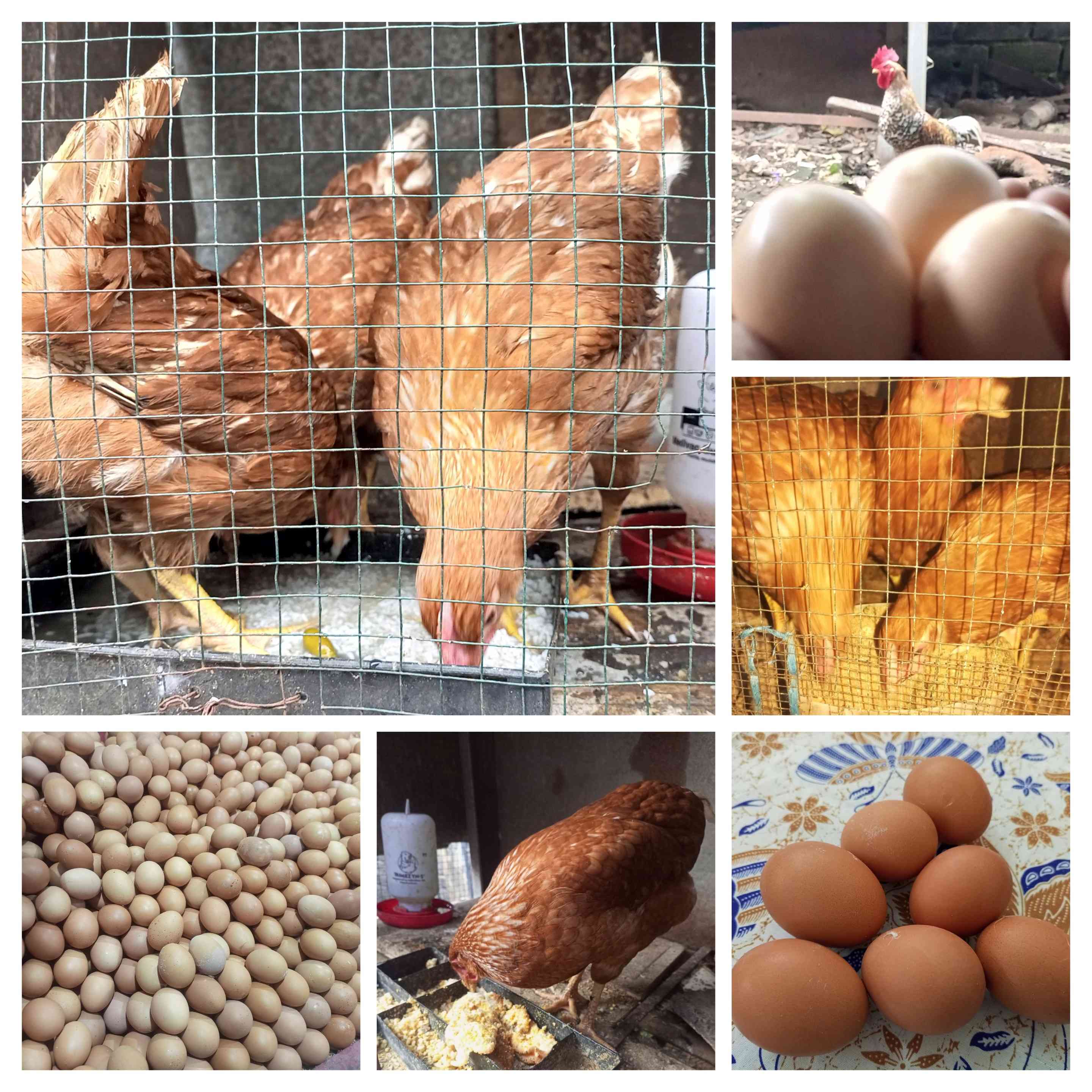 Usaha Ayam Kecil, Ekonomi Besar: Pemberdayaan di Lahan Sempit