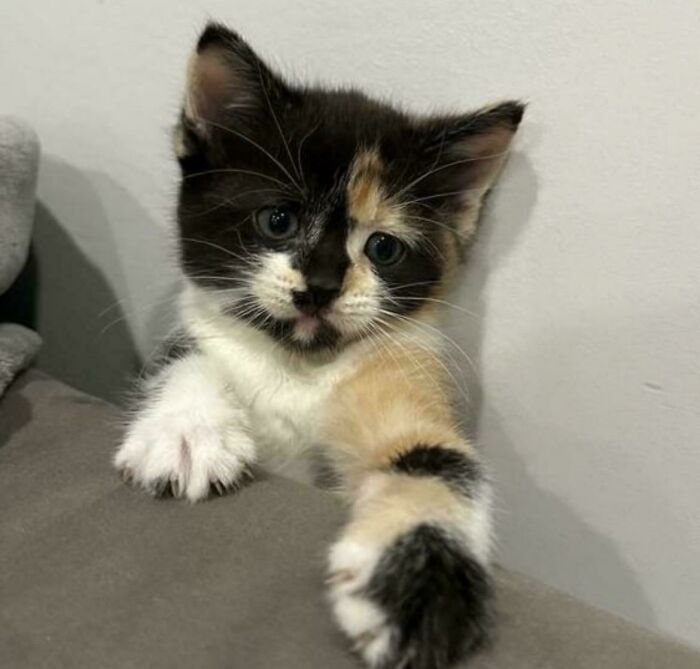 49 Adopted Pets Who Brought Joy To Their New Owners