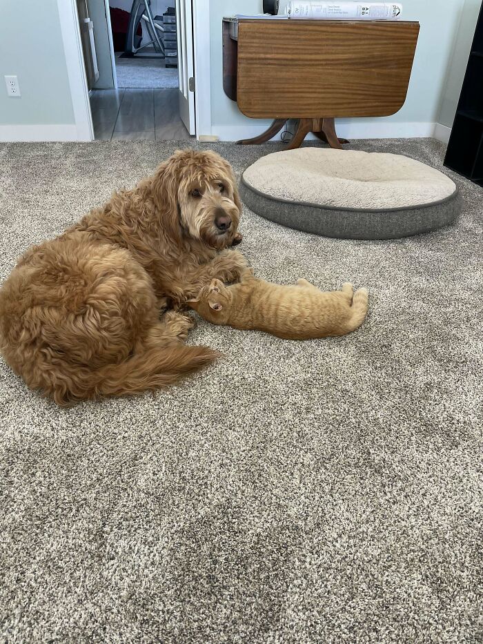 49 Adopted Pets Who Brought Joy To Their New Owners