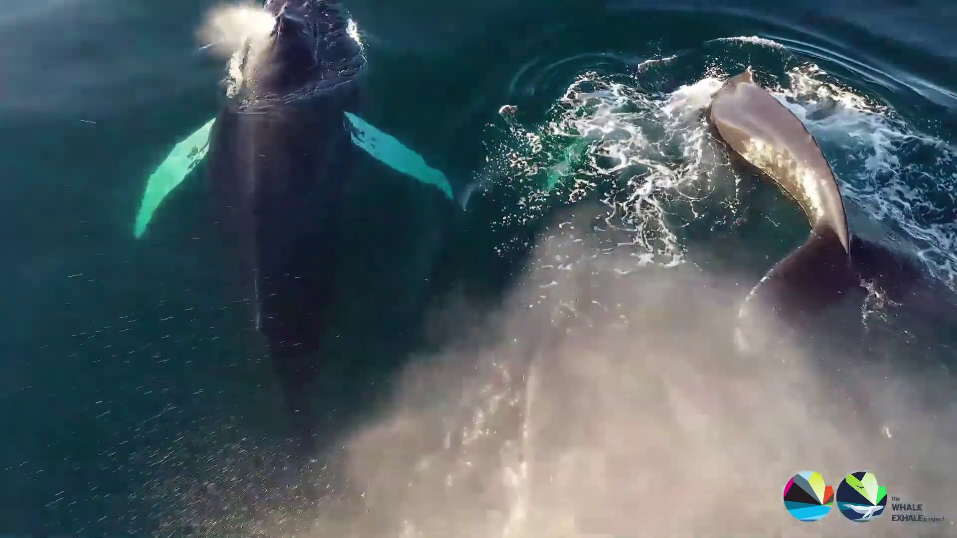 Drones detect deadly virus in Arctic whales' breath Credit: The Whale Exhale Project / Nord University