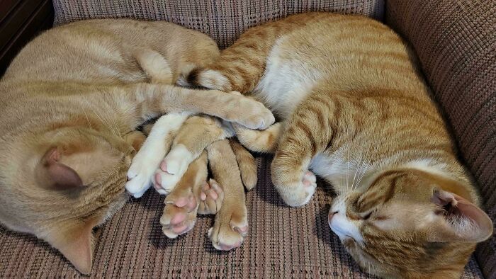 49 Adopted Pets Who Brought Joy To Their New Owners
