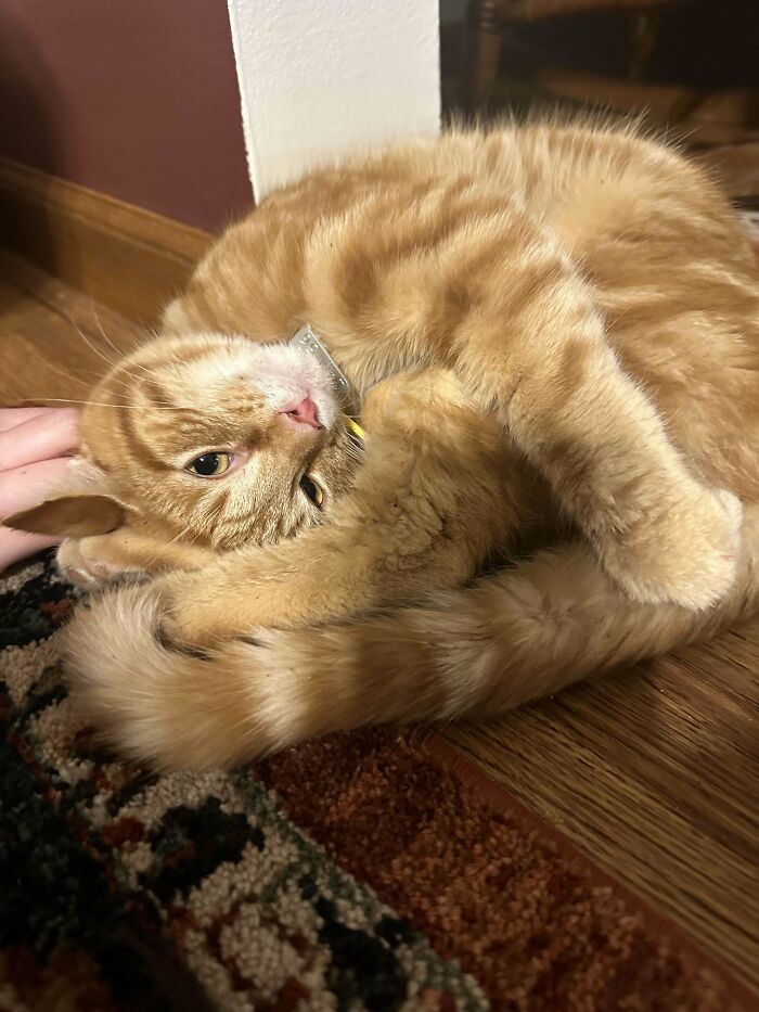 49 Adopted Pets Who Brought Joy To Their New Owners