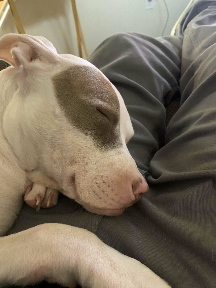 49 Adopted Pets Who Brought Joy To Their New Owners