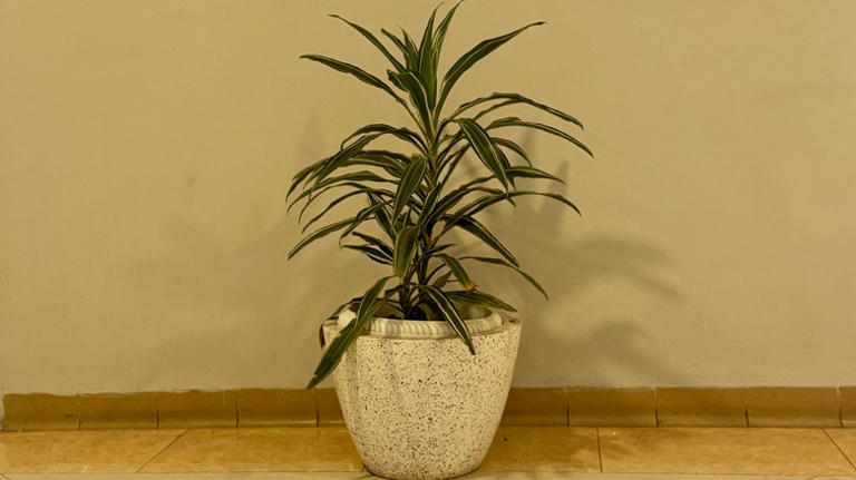 The easy-to-grow houseplant that looks like a mini tree