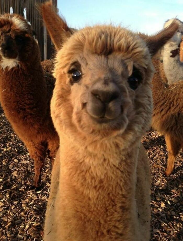 47 Wholesome And Unusual Animal Pics To Give You Some Serious Animal Therapy