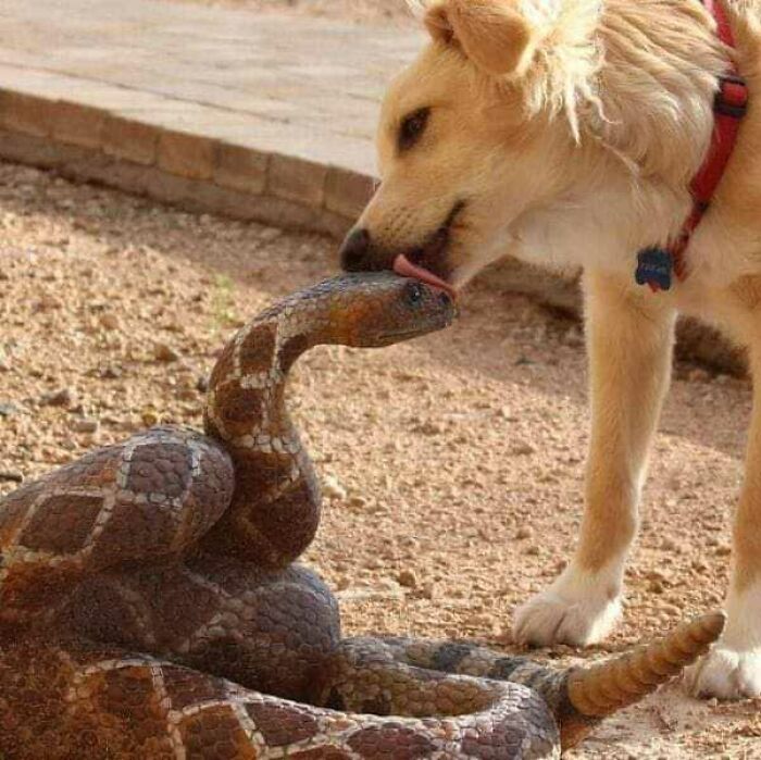 47 Wholesome And Unusual Animal Pics To Give You Some Serious Animal Therapy