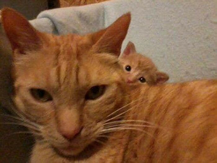 47 Wholesome And Unusual Animal Pics To Give You Some Serious Animal Therapy