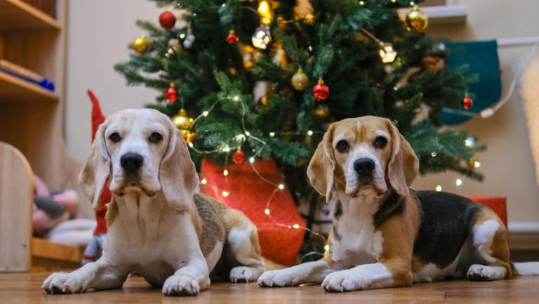 Beagles’ hilarious reaction to inflatable Christmas decorations has us ...