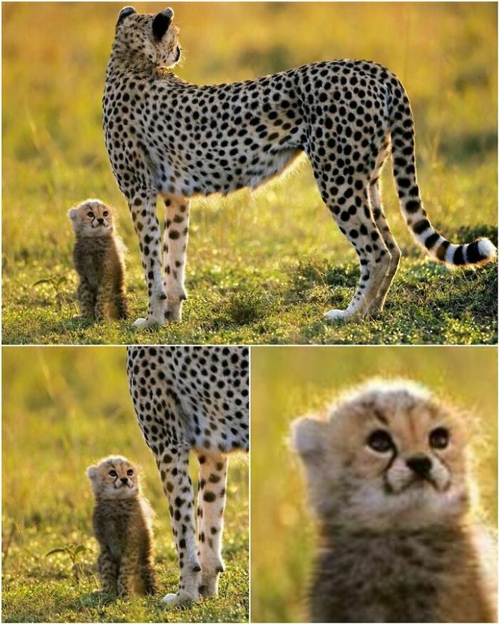 47 Wholesome And Unusual Animal Pics To Give You Some Serious Animal Therapy