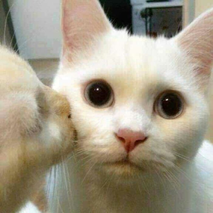 47 Wholesome And Unusual Animal Pics To Give You Some Serious Animal Therapy