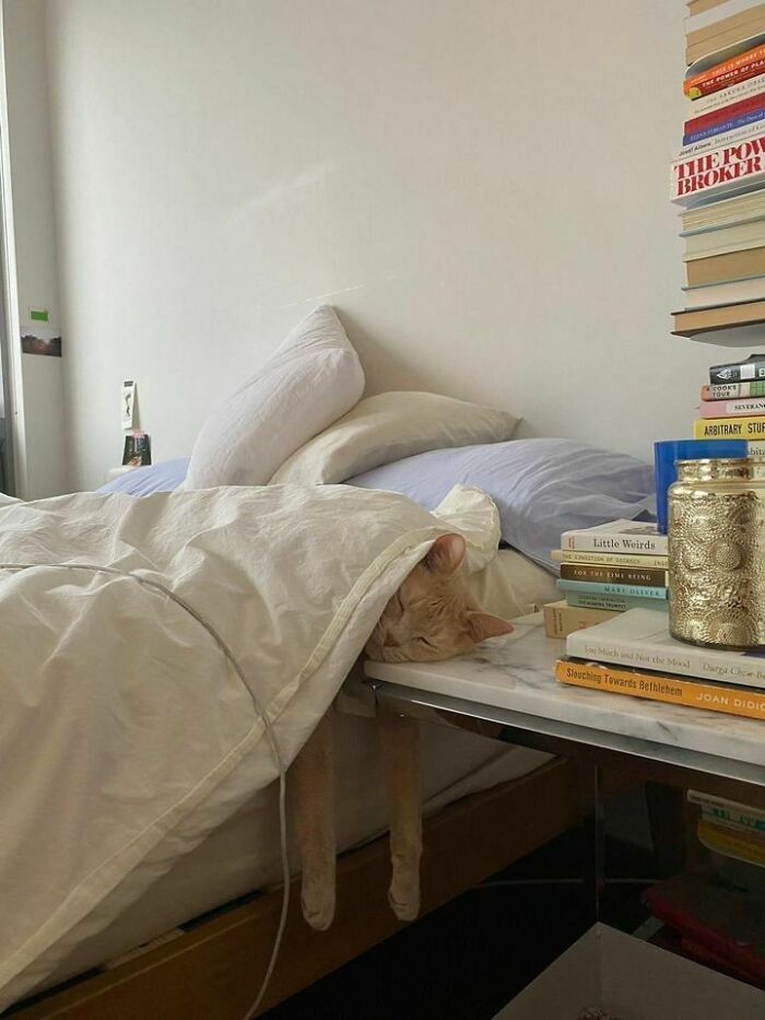 47 Wholesome And Unusual Animal Pics To Give You Some Serious Animal Therapy