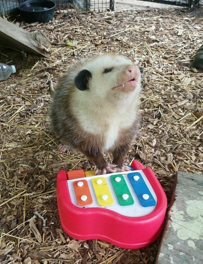 47 Wholesome And Unusual Animal Pics To Give You Some Serious Animal Therapy