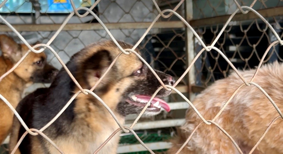 Hiểm họa từ bệnh dại và lời cảnh báo về biện pháp phòng ngừa