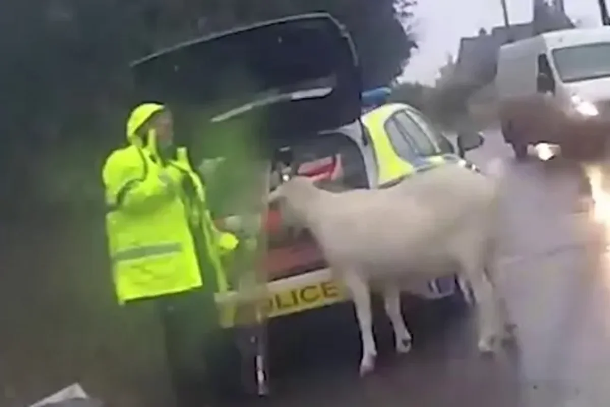 Escaped goat captured by police using riot shields