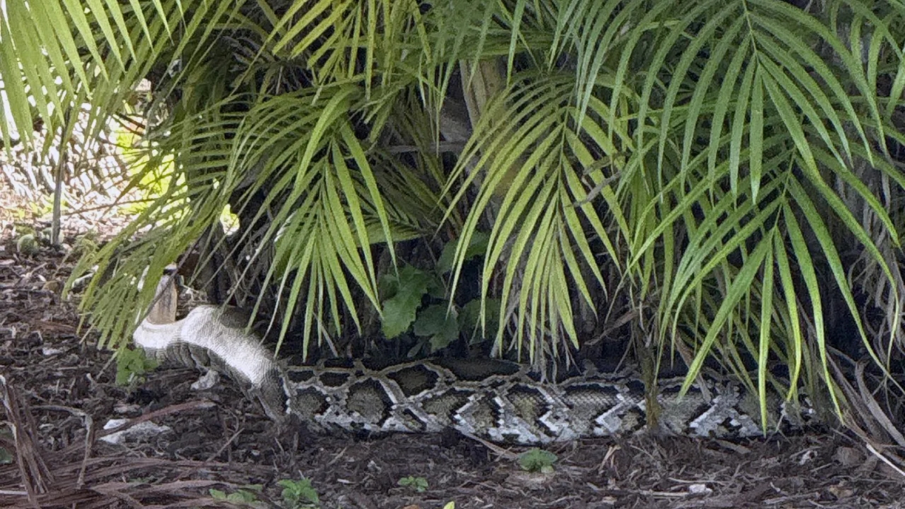 Large Burmese python on video getting pulled from Florida neighborhood tree: 