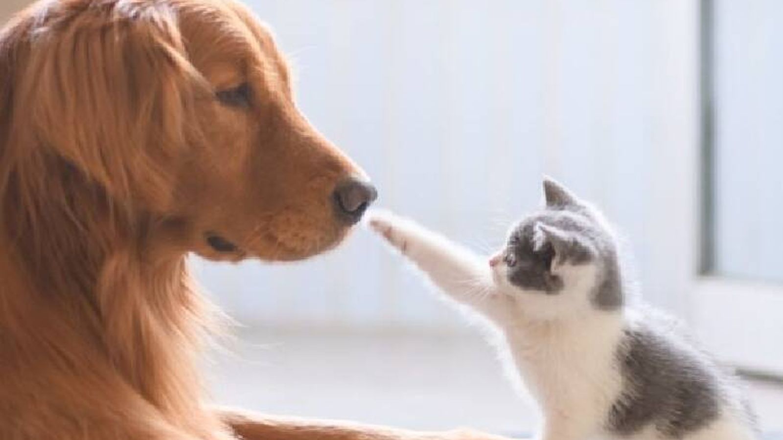 La UE lo confirma y, a partir de 2028, sancionará para los propietarios de perros y gatos que no cumplan con esta nueva normativa