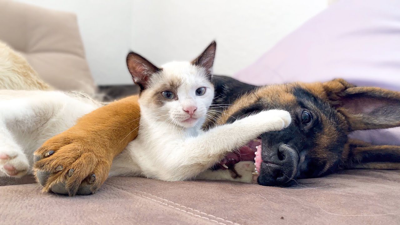 German shepherd puppy and kitten friendship