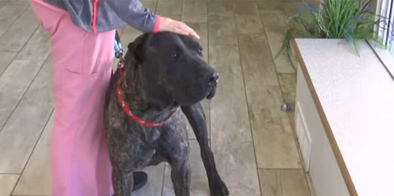 Pit bull di otto mesi salva il padrone da un arresto respiratorio notturno