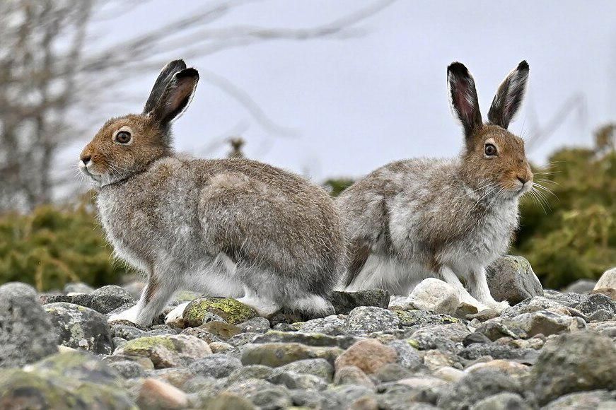 7 Fakta Menarik tentang Gunung, Mamalia yang Bisa Berubah Warna