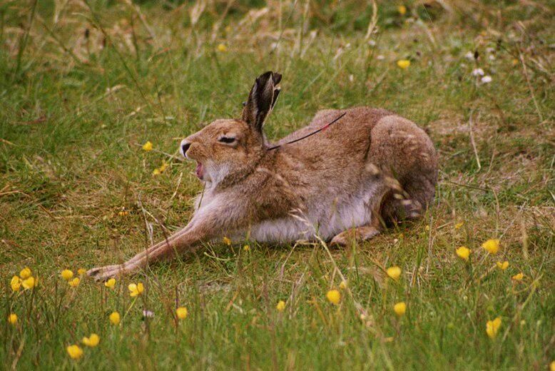 7 Fakta Menarik tentang Gunung, Mamalia yang Bisa Berubah Warna