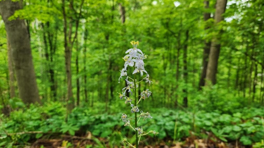 5 Fakta Menarik tentang Bunga Atlantic Camas di Akhir Musim Semi