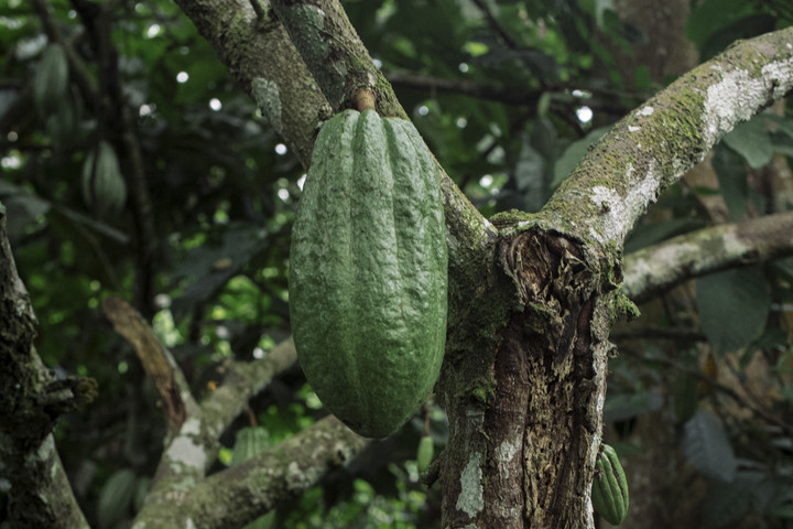 Harga kakao global merosot, mengapa harga cokelat tetap tinggi?