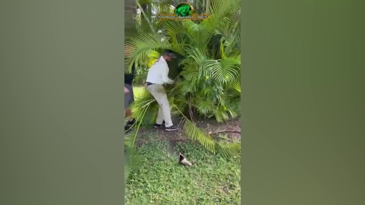Burmese python found hiding in palm next to Miami-Dade home<br><br>