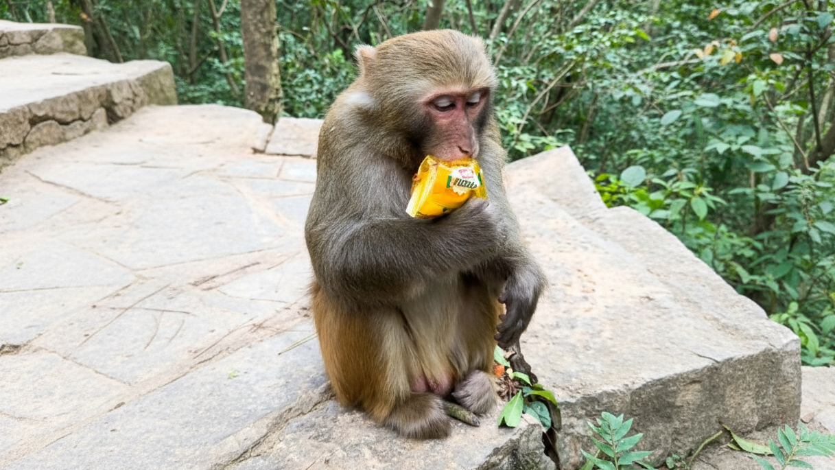 Schattige aap steelt stiekem een snack