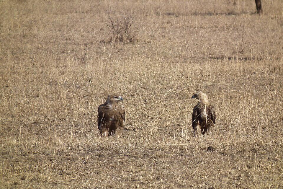 7 fakta menarik burung elang cokelat, pemakan bangkai yang jarang diketahui
